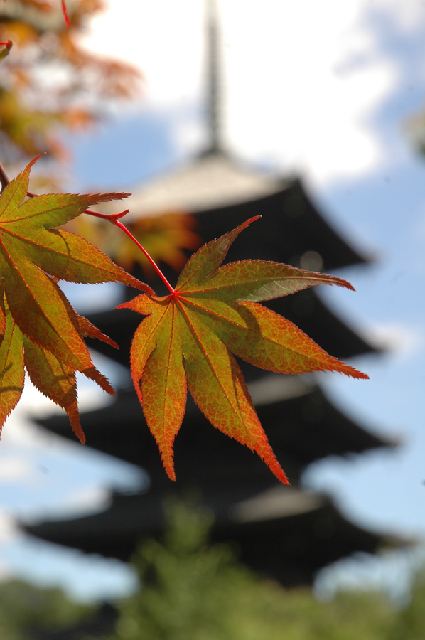 080   Japonia